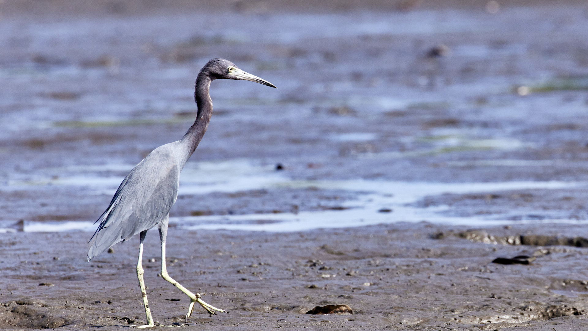 Blue heron - image 5